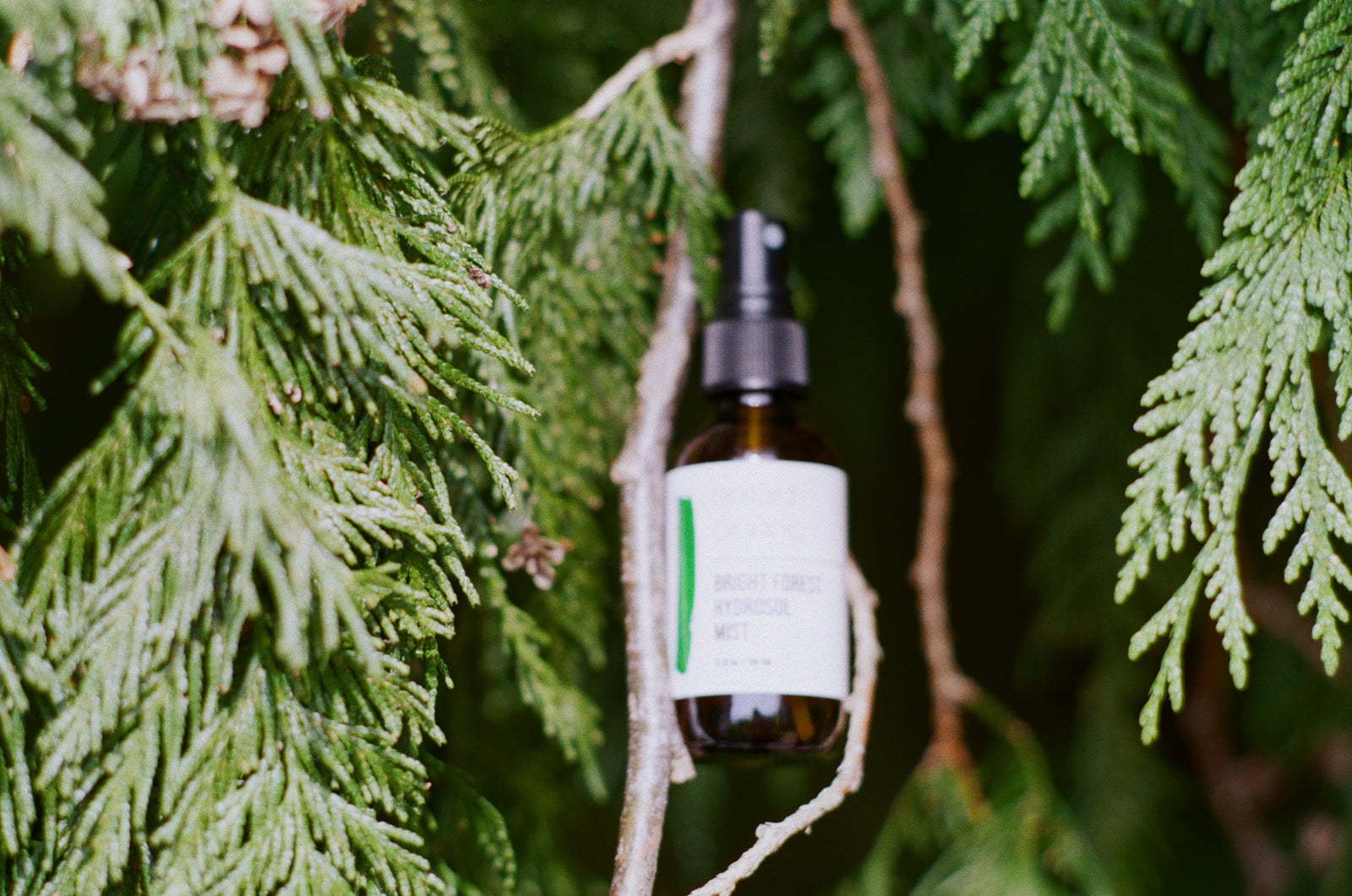 Bright Forest Hydrosol Mist :: SEASONAL